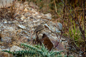 Upland pipit or Anthus sylvanus closeup perched on rock with eye contact at foothills of himalaya uttarakhand india