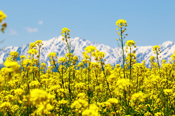 field of yellow flowers