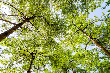 low angle view of green trees with the blue sky background