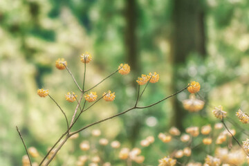 早春の花、ミツマタ
