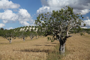Feigenbaum auf Mallorca