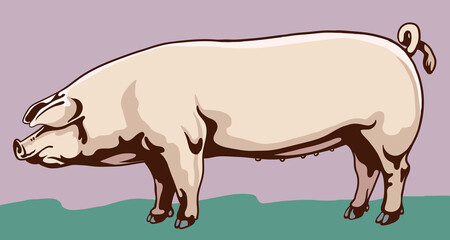Farm Animals. Color vector illustration of pig