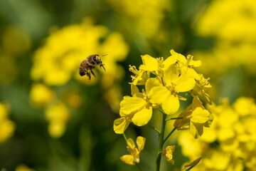 bee on yellow flower