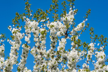 Cherry blossom in an orchard in Frauenstein near Wiesbaden / Germany against a blue sky
