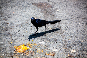crow on the ground