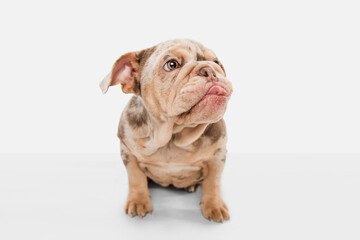 Obraz premium Merle French Bulldog playing on white studio background