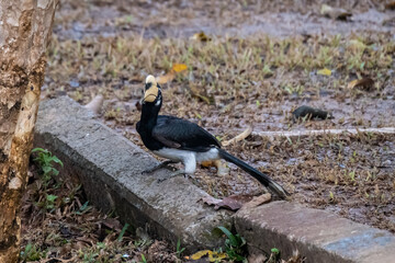 Oriental pied hornbill(Anthracoceros albirostris) with red fruit in nature at Khao Yai National...