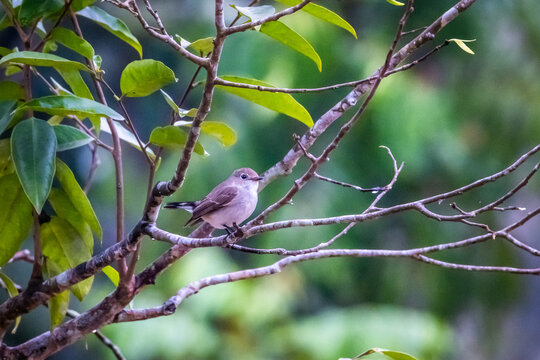 Red-breasted Flycatcher (Ficedula parva) bird female sitting on a branch.