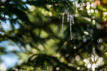 Icicles hanging from a green pine branch on a sunny March day when the weather warms up and the thaw period begins. Drops of water dripping from melting ice. © Gabriel
