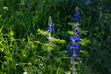 Beautiful blue lupine flowers (Lupinus polyphyllus)