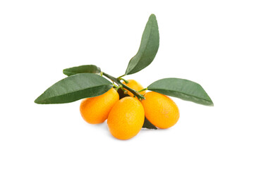 Fresh ripe kumquats with leaves on white background. Exotic fruit