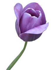 Fototapeta na wymiar A purple tulip on a green stem. White background. Top view and a little from the side.