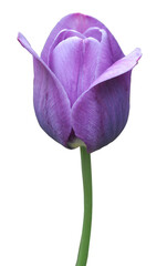 Purple tulip on a white background, side view, close-up