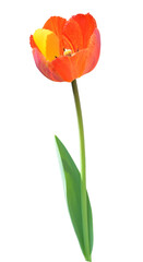 Orange tulip with yellow stripes and yellow petal on white background
