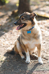 cute dog in sunlight