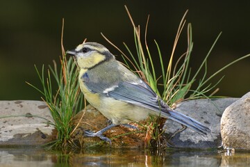  Young blue tit stands on stone with grass by the bird's waterhole. Czechia. Europe. 