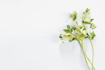 hellebore flowers on a white background, top view, place for an inscription