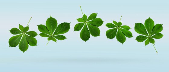 Five young leaves of a chestnut tree float freely against a blue background. Long spring banner. Fresh greens concept.