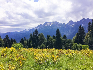 yellow flowers in the mountains