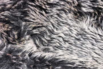 close-up  of fur texture background