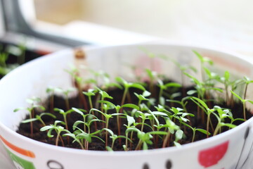 seedlings for planting in the garden