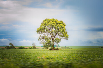 tree in field