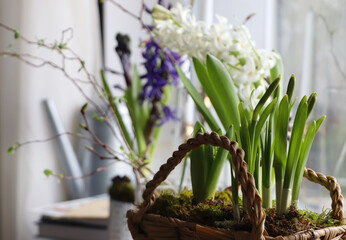Spring shoots of Narcissus and Hyacinth planted in wicker basket on window sill, closeup. space for text