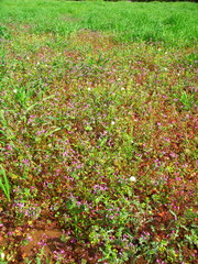 野原に咲く仏の座と若草