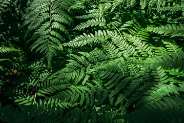 Fototapeta na wymiar Summer green texture hundreds of ferns. Green fern tree growing in summer. Fern with green leaves on natural background. Natural floral fern background on a sunny day