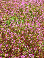 春の野原に咲く仏の座