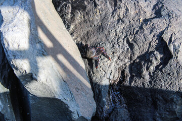 Un cangrejo entre grandes rocas en las costas del mar 