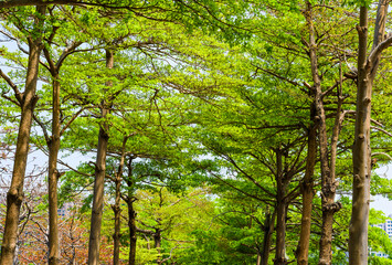 Green trees in the park as a background