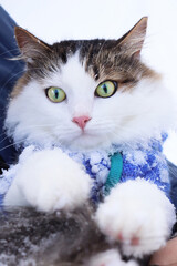 cat with eyes