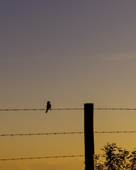 bird on fence