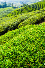 Beautiful tea plantation landscape on the mountaintop of Alishan in Taiwan.