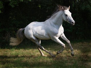 Obraz na płótnie Canvas Cantering Grey Horse