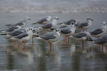 Selective focus on a flock of Bonaparte's Gulls (Chroicocephalus philadelphia) - non-breeding adults