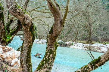 Greek River Flowing Through Bare Trees on the Greek Mountains. Beautiful Turquoise Water Colors at a Winter Scenic. Natural Environment in Greece.