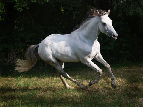 Cantering Grey Horse