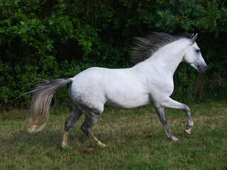 Obraz na płótnie Canvas Cantering Grey Horse