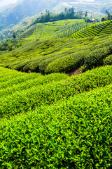 Beautiful tea plantation landscape on the mountaintop of Alishan in Taiwan.