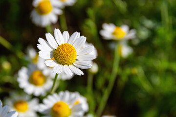 Closeup of bright medicinal chamomile on the field