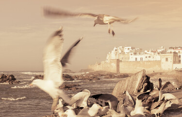 Flying seagulls and view of Essaouira. Morocco