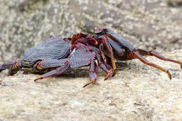 rote_Klippenkrabbe