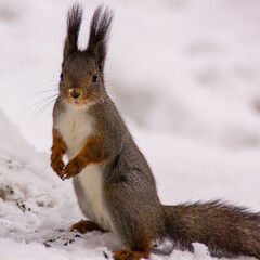 Naklejka na ściany i meble squirrel on a snow