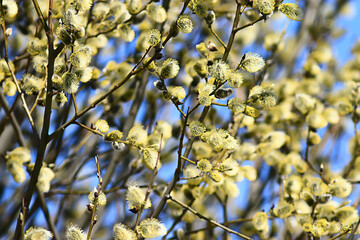 willow branches spring background, abstract blurred view of spring early march easter