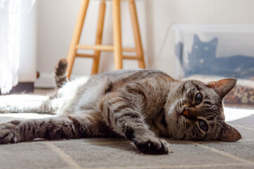 tabby cat laying on the floor looking at camera