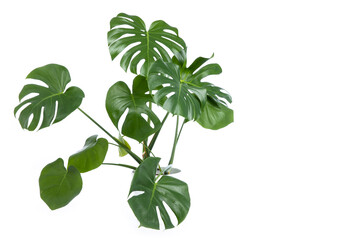 Monstera plant in pot isolated on white background.