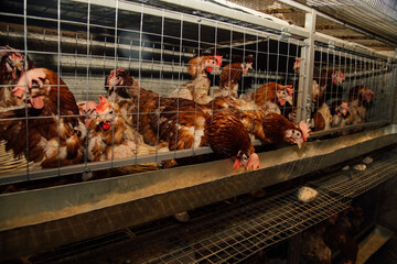Chickens are in cages, chickens are in cages