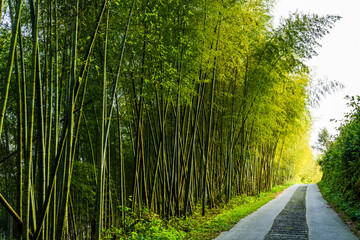 The walkway between bamboo forest in Nantou, Taiwan.